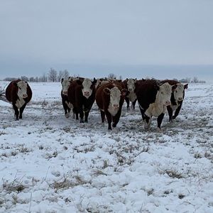 Meet your Posher, Rena